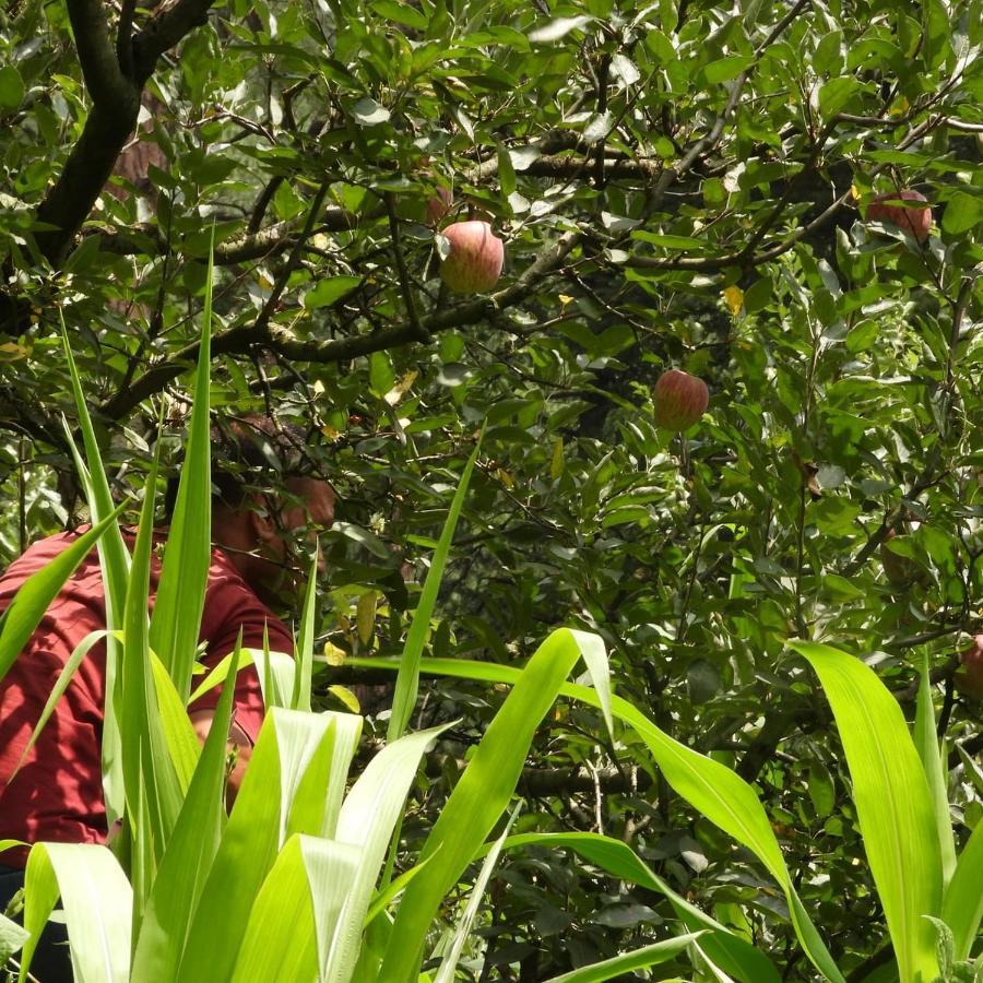 The Royal Orchard Kasol Hotel ภายนอก รูปภาพ